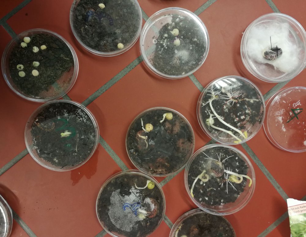 Schalen mit keimenden Samen.