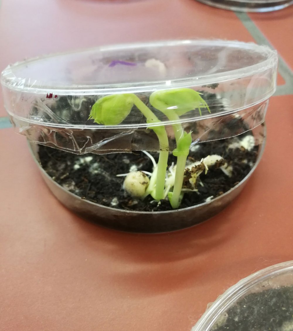 Schale mit keimender Bohnenpflanze.