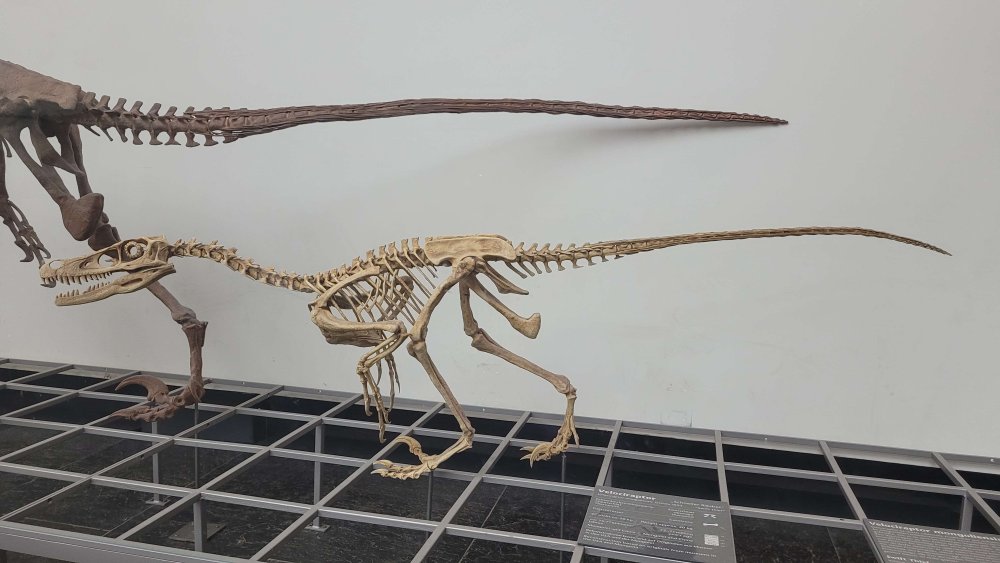 Gefiederte Jäger: Die Rekonstruktion eines Velociraptors
