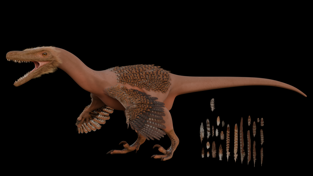 Gefiederte Jäger: Die Rekonstruktion eines Velociraptors