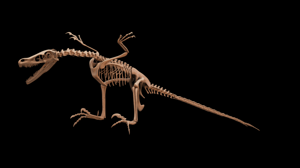 Gefiederte Jäger: Die Rekonstruktion eines Velociraptors