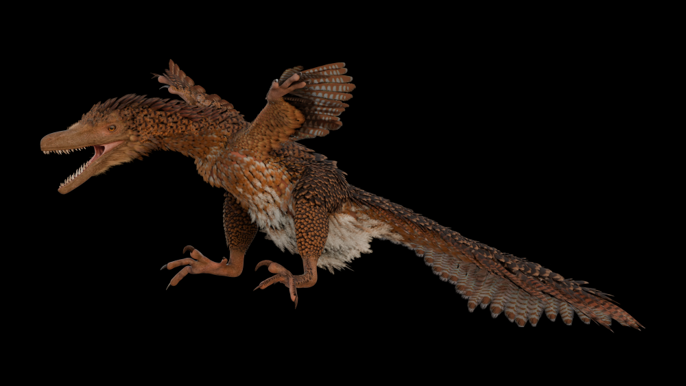 Gefiederte Jäger: Die Rekonstruktion eines Velociraptors