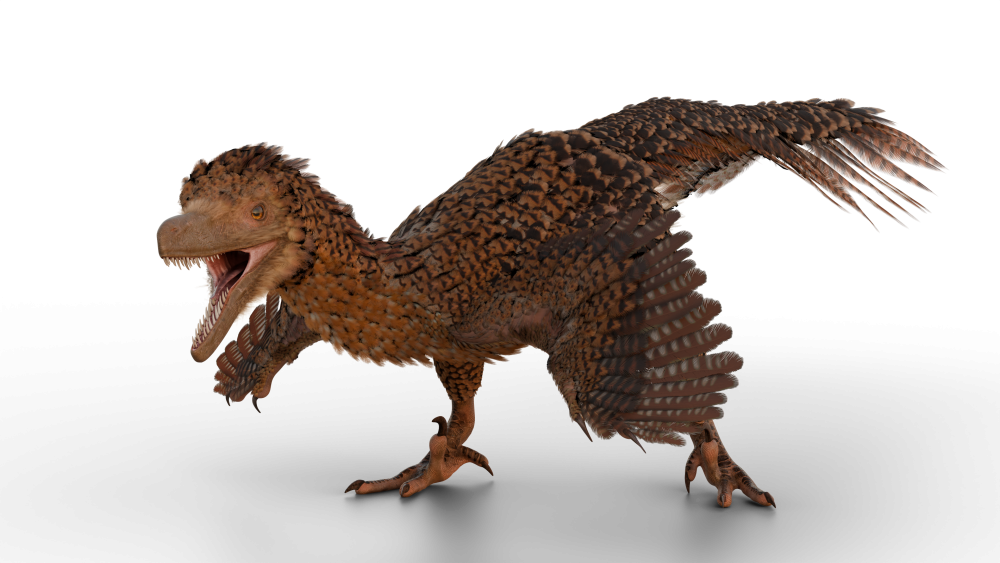 Gefiederte Jäger: Die Rekonstruktion eines Velociraptors