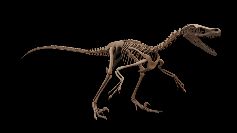 Gefiederte Jäger: Die Rekonstruktion eines Velociraptors