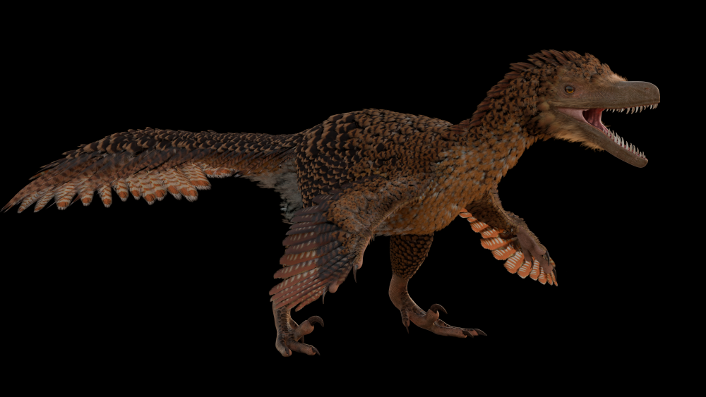 Gefiederte Jäger: Die Rekonstruktion eines Velociraptors
