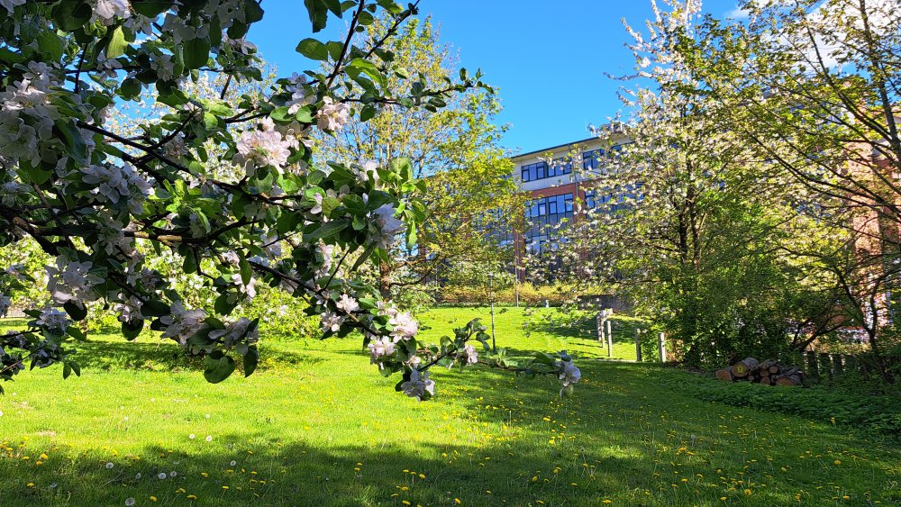 Blühende Bäume und ein Hochschulgebäude auf dem Flensburger Campus.