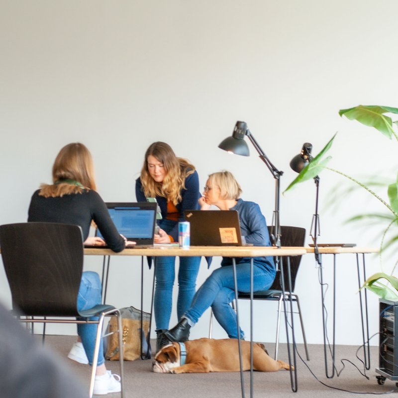 Zwei Frauen sitzen mit Laptops an einem Tisch, eine dritte steht daneben. Sie arbeiten konzentriert gemeinsam. Auf dem Tisch steht eine Dose Energydrink. Im Vordergrund steht eine grüne Topfpflanze.