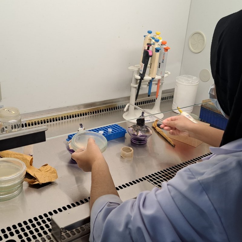 Eine junge Frau im blauen Laborkittel und mit schwarzem Kopftuch arbeitet unter einer Abzugshaube mit verschiedenen Petrischalen und Pipetten.