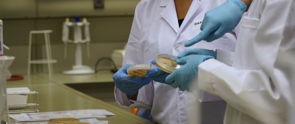 Bildausschnitt: Zwei Menschen in Laborkitteln und Handschuhen. Ihre Gesichter sind nicht zu sehen, sie halten Petrischalen.