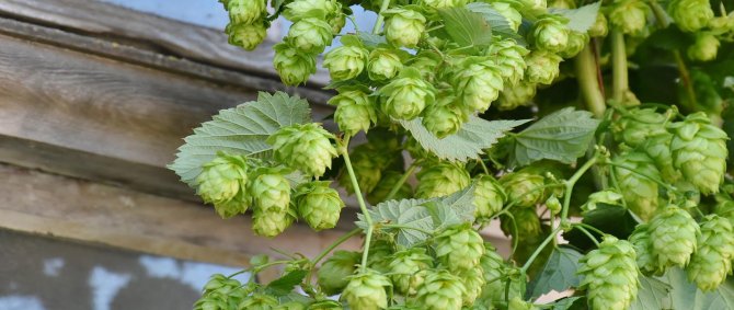 Hopfen