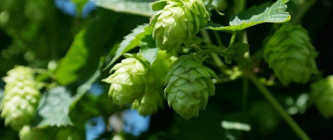Hopfen