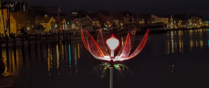 Nachtschattengewächse