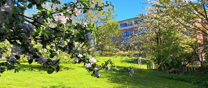 Blühende Bäume und ein Hochschulgebäude auf dem Flensburger Campus.