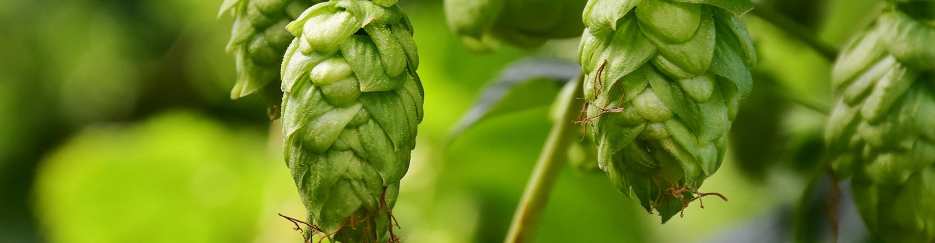 Hopfen