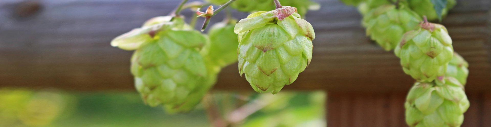 Hopfen