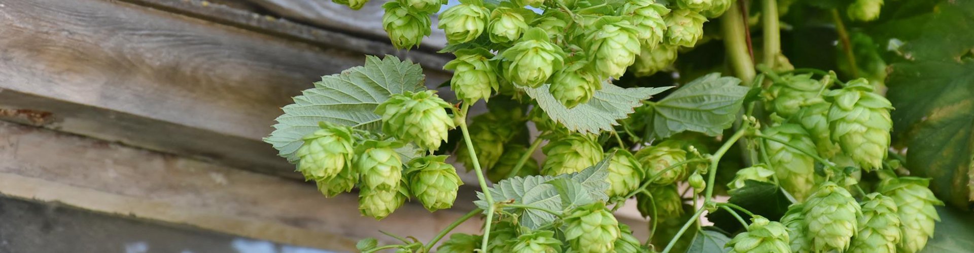 Hopfen