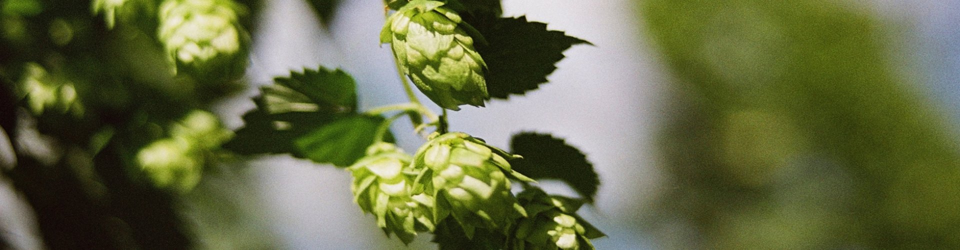 Hopfen